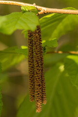 brown male inflorescences (catkins) of the common hazel hanging from a thin brown branch. Young, light green leaves with serrated edges are visible around them.