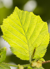 A medium-sized crane mosquito, on the underside of a translucent, light green leaf. The insect has a thin, elongated, brownish body, very long, thin legs, and long antennae.