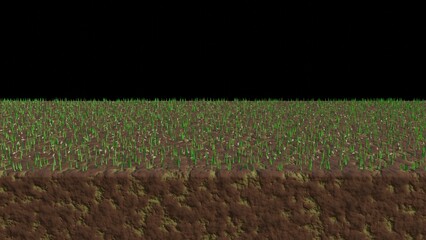 Grass seeds sprouting, germinating on lawn. Germinating grass on soil. Fresh new grass starting to grow. 3d render illustration.