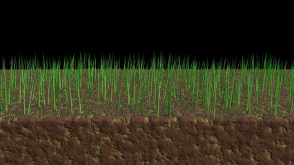 Thin lawn becomes thicker with overseeding. Lawn with thin, little grass. Overseeding grass on lawn. 3d render illustration
