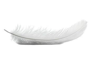 A single white feather lies