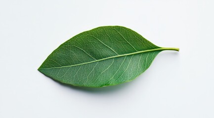 Obraz premium Single, vibrant green leaf on white