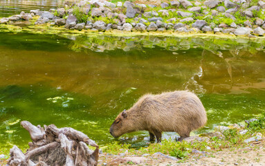 Izmir, Turkey - May 1, 2025: Close-up of a capybara swimming in a pond, showcasing its wet fur and serene expression.