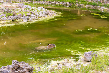 Izmir, Turkey - May 1, 2025: Close-up of a capybara swimming in a pond, showcasing its wet fur and serene expression.