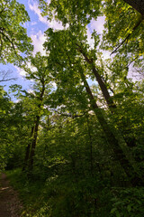 Obraz premium Sunlit canopy in green forest