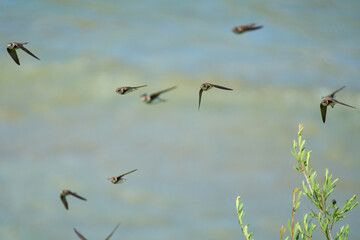 Bank Swallows in Flight
