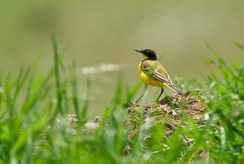 Yellow Wagtail on Mound