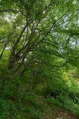 Sunlit canopy in green forest