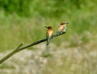 Bee-Eaters on Tree