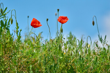 Red Poppies in Field