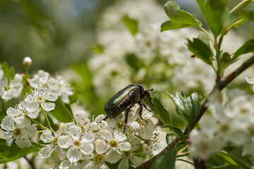 Rose chafer on hawthorn flowers