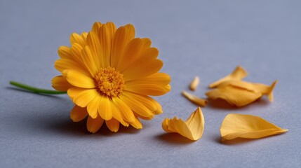 Vibrant Calendula: A close-up shot of a bright orange calendula flower, showcasing its intricate petals and delicate structure, with a few scattered petals.