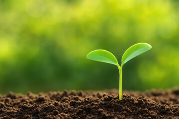 Fototapeta premium Young green seedling sprouting from rich soil with soft natural light and blurred green background, symbolizing growth and new beginnings in nature