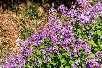 オオアラセイトウ（アブラナ科）の花壇と階段。
英名学名：Chinese violet...