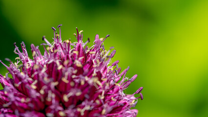Allium sphaerocephalon close up