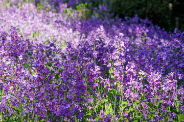 オオアラセイトウ（アブラナ科）の花壇と階段。
英名学名：Chinese violet...