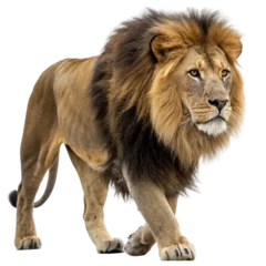 Gordijnen Leeuw Lion, isolated on transparent background.   © mdfazal