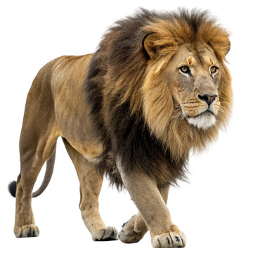 Lion, isolated on transparent background. 
