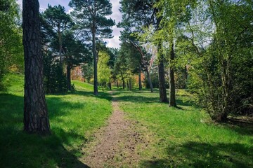 A path in a beautiful forest park. Spring, sunny. Selective focus.