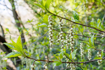 不思議な形のキブシ（キブシ科）の花。
英名学名：shaped Spiketail, Stachyurus praecox (Kibbutzaceae) 
東高根森林公園中原区川崎市神奈川県-2025
