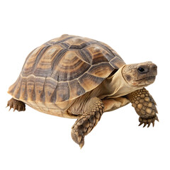 Obraz premium Brown and tan turtle is laying on its back. Graphic, vector, illustration, art, icon, design, clipart, cartoon, sketch, watercolor, mockup, abstract, digital, stock, images, AI