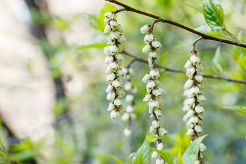 不思議な形のキブシ（キブシ科）の花。
英名学名：shaped Spiketail, Stachyurus praecox (Kibbutzaceae) 
東高根森林公園中原区川崎市神奈川県-2025
