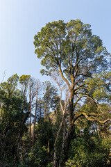 都会に残された貴重なシラカシの自然林。 ケヤキの大木等もある。 英名学名：Japanese white oak (Chinese evergreen oak, Quercus myrsinifolia) Japanese Zelkova, Zelkova serrata 東高根森林公園中原区川崎市神奈川県-2025 