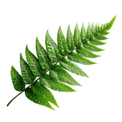 Lush Green Fern Frond Isolated on Green Transparent background