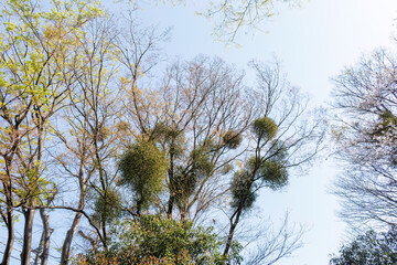 まん丸で不思議な形のヤドリギ（ヤドリギ科）。
他の木に寄生している。
英名学名：Japanese Mistletoe, Viscum (Mistletoeaceae) with a round, strange shape.
東高根森林公園中原区川崎市神奈川県-2025
