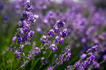 Obraz premium Beautiful image of lavender field over summer sunrise landscape. Blooming lavender field close-up.