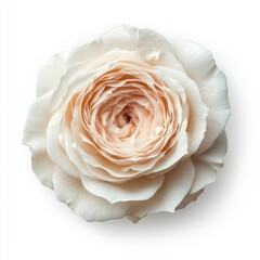 Delicate cream rose, close-up