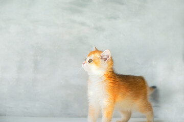 Adorable ginger and white kitten standing on light gray background, looking curious. Minimalist style, perfect for pet-themed designs and marketing.
