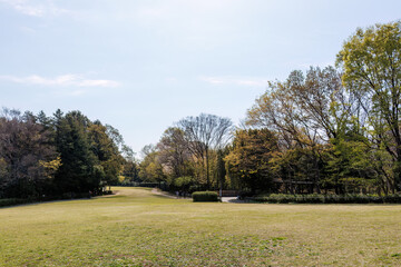 都会に残された貴重なシラカシの自然林。
ケヤキの大木等もある。
英名学名：Japanese white oak (Chinese evergreen oak, Quercus myrsinifolia)
Japanese Zelkova, Zelkova serrata
東高根森林公園中原区川崎市神奈川県-2025
