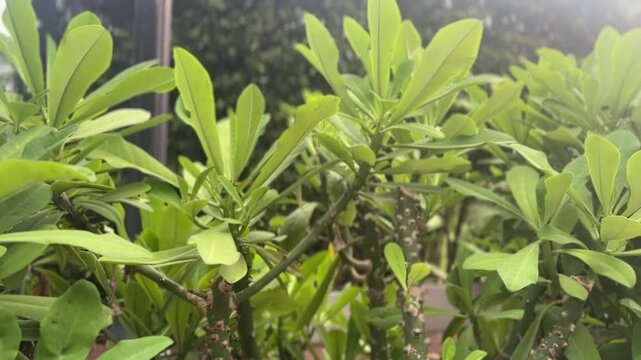 Dense clusters of Scaevola taccada green leaves with thorny stems captured in natural daylight
