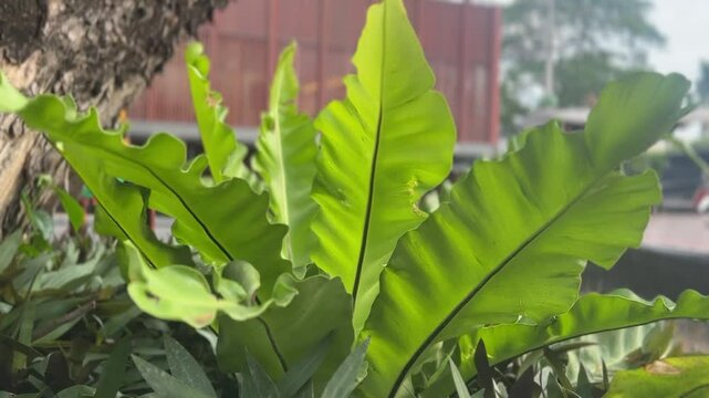 Vibrant green bird's-nest fern leaves swaying gently outdoors with a blurred urban background

