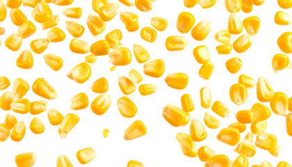 Corn isolated on white background
