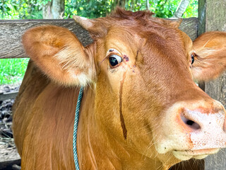 Close up of Cow in the cage
