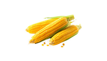 Corn isolated on white background
