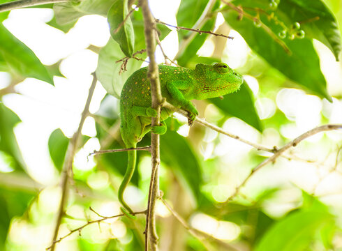 Senegal chameleon is native West Africa