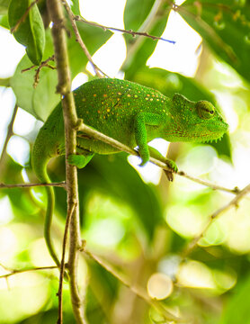 Senegal chameleon is native West Africa
