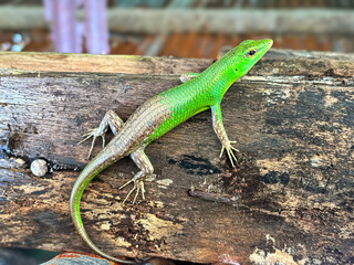 Close up of the green tree lizard (Lamprolepis smaragdina)