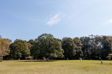 都会に残された貴重なシラカシの自然林。
ケヤキの大木等もある。
英名学名：Japanese white oak (Chinese evergreen oak, Quercus myrsinifolia)
Japanese Zelkova, Zelkova serrata
東高根森林公園中原区川崎市神奈川県-2025
