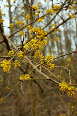 early spring blooming buds of yellow flowers on the branches