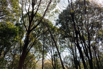 都会に残された貴重なシラカシの自然林。
ケヤキの大木等もある。
英名学名：Japanese white oak (Chinese evergreen oak, Quercus myrsinifolia)
Japanese Zelkova, Zelkova serrata
東高根森林公園中原区川崎市神奈川県-2025
