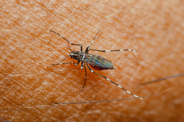 Asian tiger mosquito sucking blood from human skin