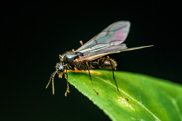 Winged ant exploring green leaf in dark background