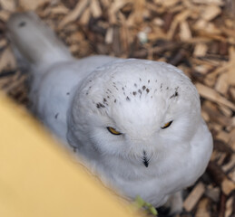 Close-up of a snowy owl staring directly at the camera. The white-feathered bird is perched on wood...