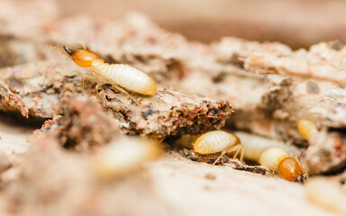 Termites destroying wood in close-up: pest control needed