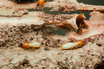 Termites destroying wood in close-up: pest control needed