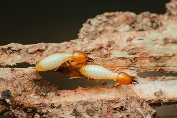 Termites destroying wood in close-up macro shot